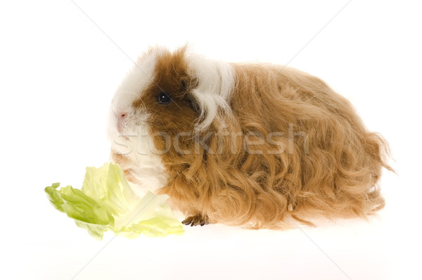 Stock photo: guinea pig isolated on the white background