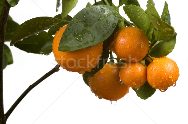 calamondin tree with fruit and leaves. orange fruit Stock photo © joannawnuk