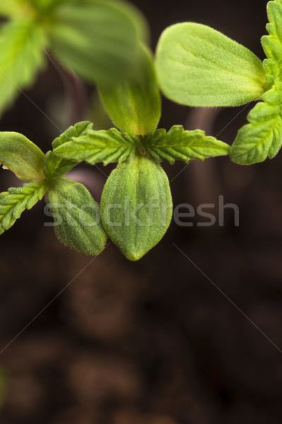 конопля зеленый наркотиков ботаника листва Сток-фото © joannawnuk