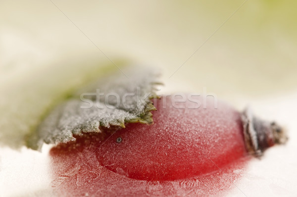 Frozen rose hips Stock photo © joannawnuk