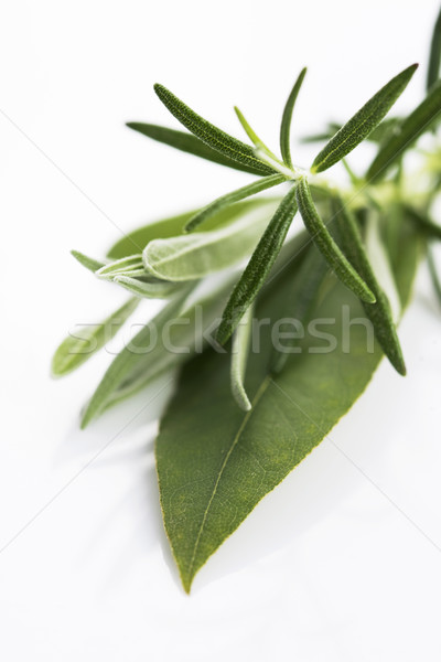 Fresh green herbs on white background Stock photo © joannawnuk