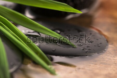 Cocotier feuille exotique scène été usine [[stock_photo]] © joannawnuk