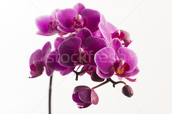 Foto d'archivio: Viola · orchidea · isolato · bianco · fiori · rosa