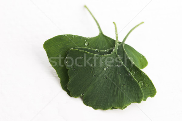 Stock photo: ginkgo biloba leaves
