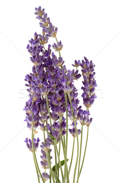 lavender Stock photo © joannawnuk