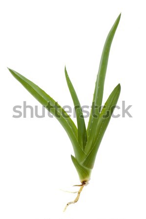 Aloë achtergrond groene geneeskunde planten zorg Stockfoto © joannawnuk