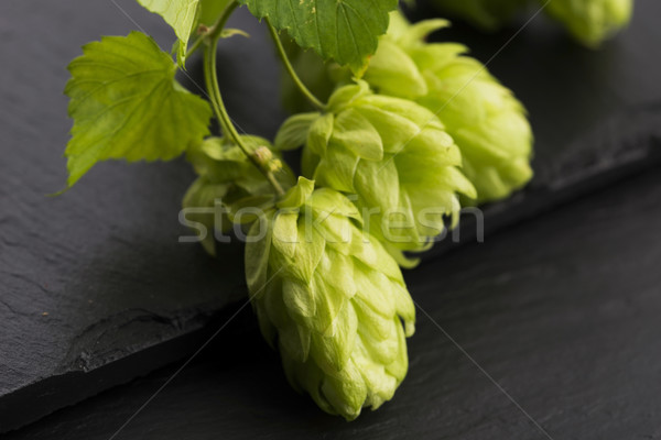 Fresh green hop cones Stock photo © joannawnuk