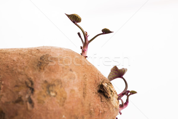 サツマイモ 芽 白 食品 赤ちゃん 自然 ストックフォト © joannawnuk