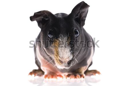 Stock photo: skinny guinea pig on white background