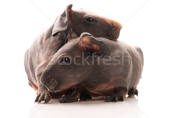 Stock photo: skinny guinea pigs