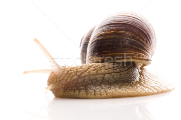 Snail Stock photo © joannawnuk