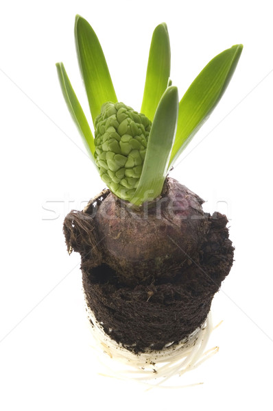 гиацинт почвы корень изолированный белый Сток-фото © joannawnuk