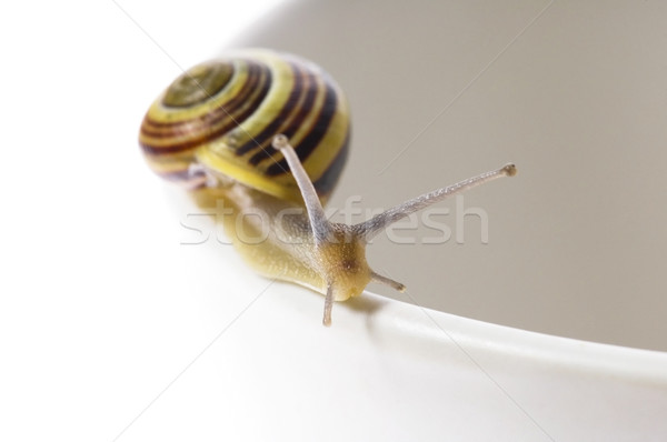 snail Stock photo © joannawnuk