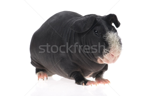 skinny guinea pig isolated on the white background Stock photo © joannawnuk