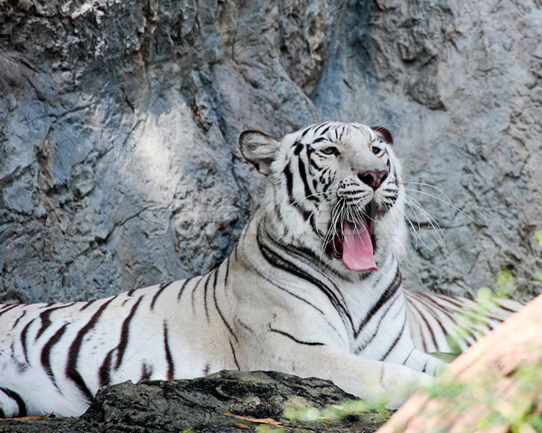 white bengal tiger gaping in a zoo  Stock photo © JohnKasawa