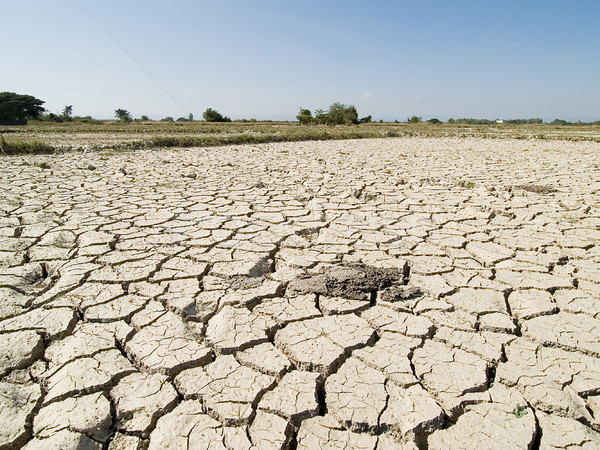 Dried earth because of rain dose not fall and the land lacked of Stock photo © JohnKasawa