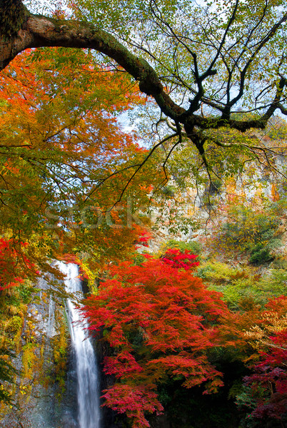 Autumn maple leaves at Mino waterfall in Osaka, Japan Stock photo © JohnKasawa
