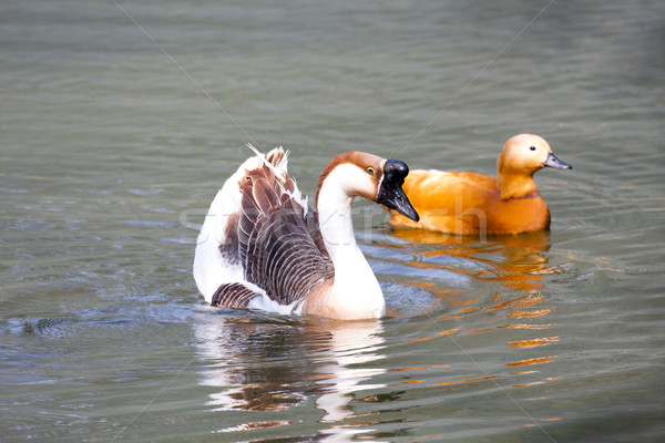 Kaz kırmızı yaban hayatı ördek hayvanlar yüzme Stok fotoğraf © JohnKasawa