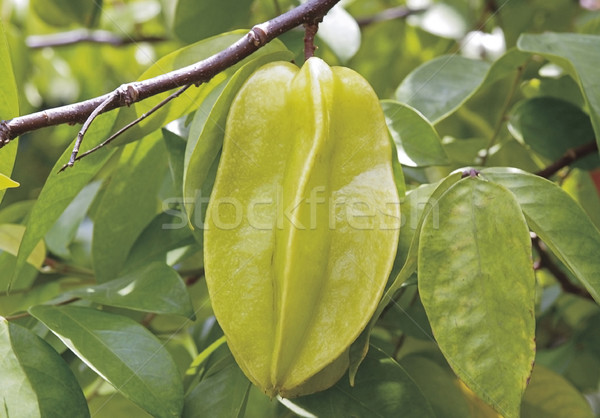 Star apple Thailand tropical seasoning fruit on the tree branche Stock photo © JohnKasawa