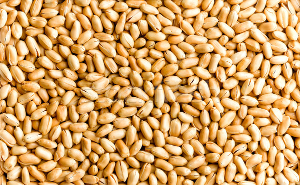 Peanuts as a background  Stock photo © JohnKasawa