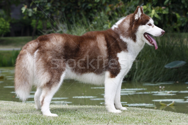スマート ハスキー 犬 かなり 立って 草地 ストックフォト © JohnKasawa