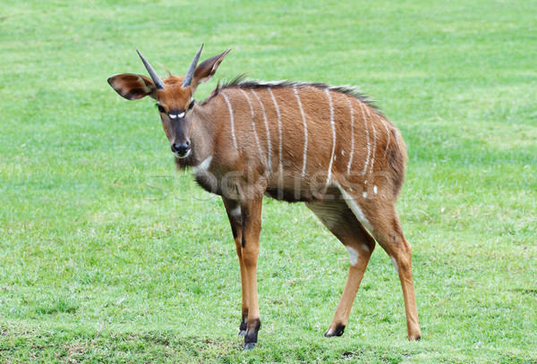 África fauna pie campo de hierba naturaleza femenino Foto stock © JohnKasawa