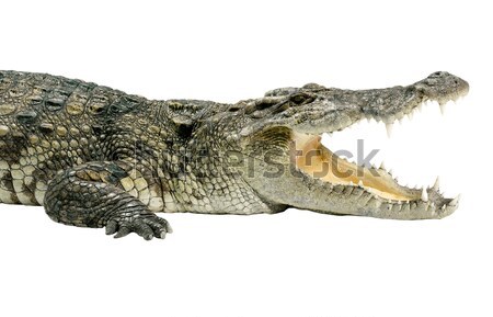 The wildlife crocodile isolated on white background  Stock photo © JohnKasawa