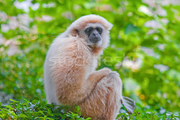 White hand gibbon  Stock photo © JohnKasawa