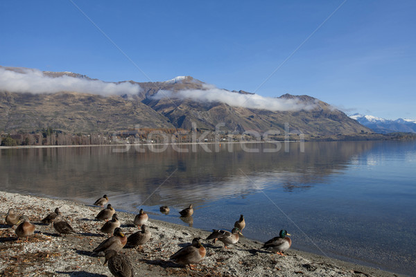 On a sunny day at the Wanaka lake in New Zealand  Stock photo © JohnKasawa