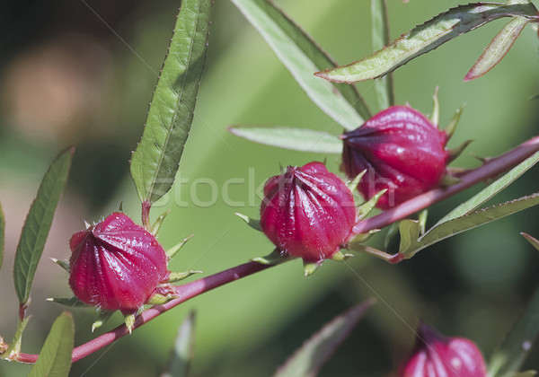 Red roselle fresh on the branch in the organic farm ready to mak Stock photo © JohnKasawa