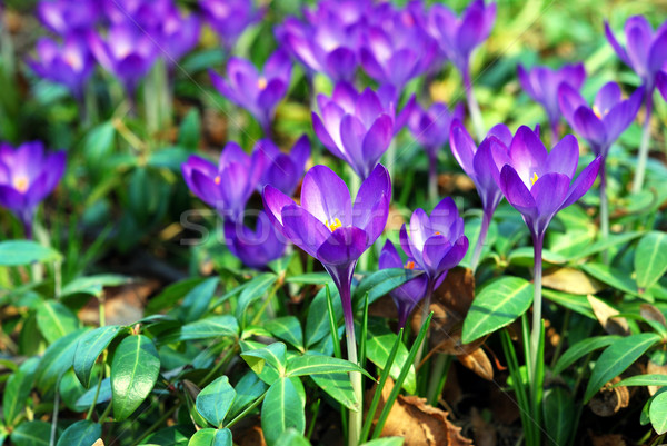 Vivid small purple flowers in a garden during Spring time Stock photo © johnkwan