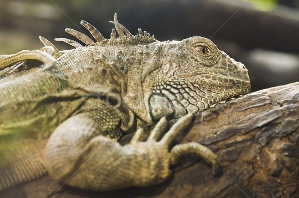 Reptil Baum Schwerpunkt Auge Natur Hintergrund Stock foto © johnnychaos