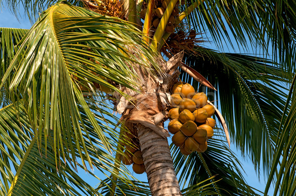 Kokospalme blauer Himmel Blatt Bäume Sommer Stock foto © johnnychaos