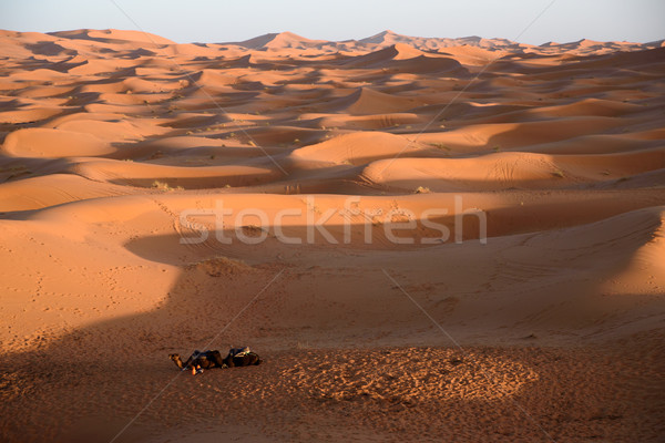 Stockfoto: Kamelen · Marokko · sahara · woestijn · zand · hemel
