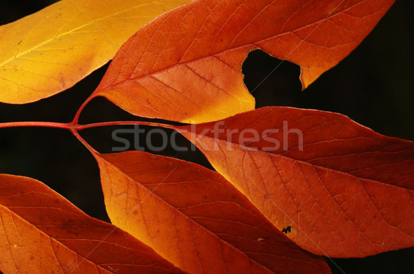 Hojas de otoño dorado otono madera forestales fondo Foto stock © johnnychaos