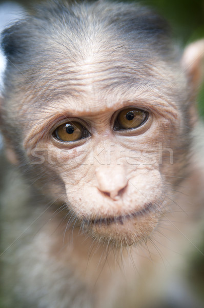 Rhesus Macaque - Macaca mulatta Stock photo © johnnychaos