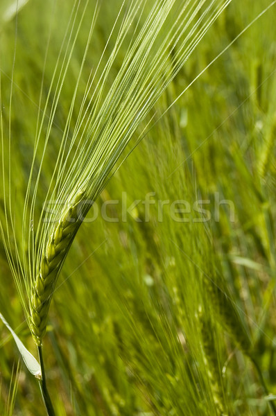 Printemps vert fraîches blé herbe [[stock_photo]] © johnnychaos