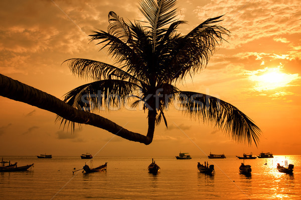 Sunset with palm and boats on tropical beach Stock photo © johnnychaos