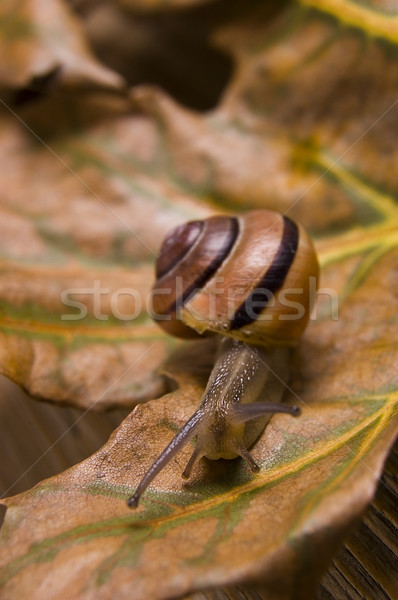 Caracol hojas de otoño otono escena secar hojas Foto stock © johnnychaos