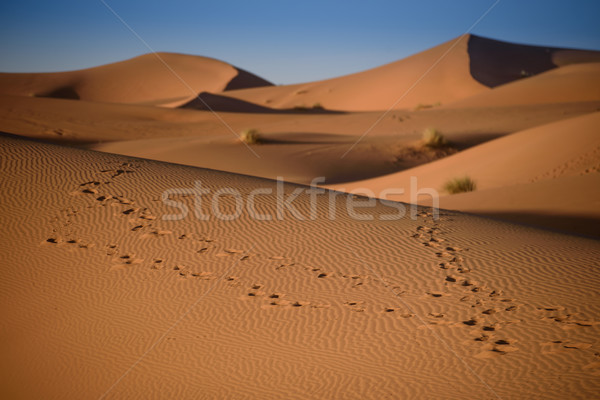 Marruecos sáhara desierto arena cielo sol Foto stock © johnnychaos