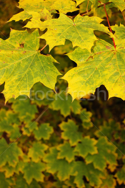 Hojas de otoño dorado otono madera forestales fondo Foto stock © johnnychaos