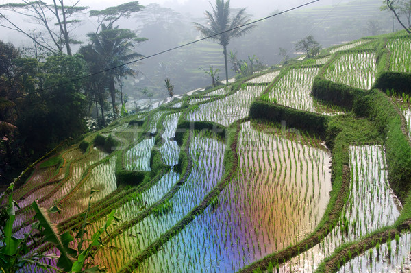 Terasz rizs mezők java Indonézia gyönyörű Stock fotó © johnnychaos