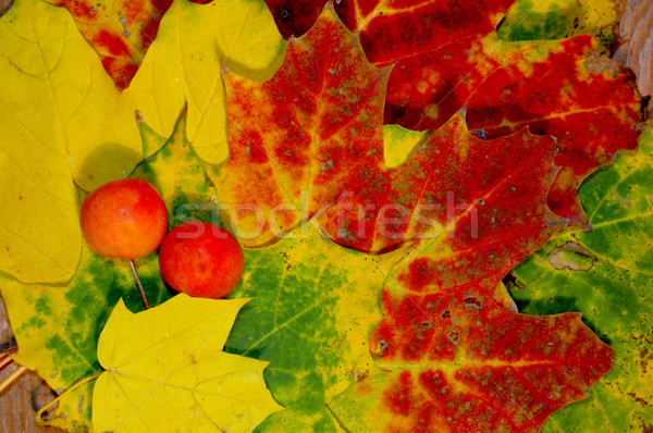 Hojas de otoño dorado otono madera forestales fondo Foto stock © johnnychaos