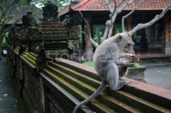 Padangtegal Monkey Forest, famous touristic place in Ubud, Bali Indonesia Stock photo © johnnychaos