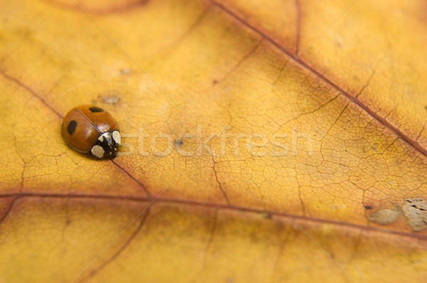 Ladybug on orange autumn leaf Stock photo © johnnychaos