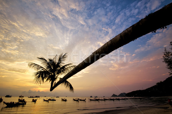 Sunset with palm and boats on tropical beach Stock photo © johnnychaos