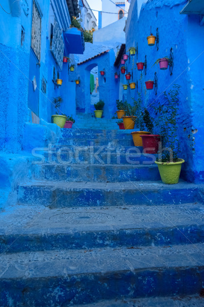 Albastru oraş pisică acasă Imagine de stoc © johnnychaos