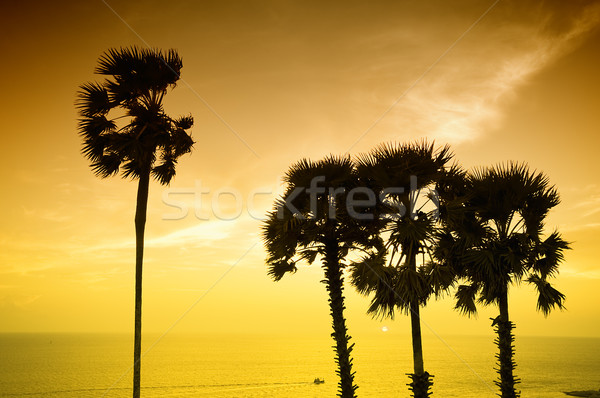 Sonnenuntergang Palmen Insel Thailand Baum Wolken Stock foto © johnnychaos