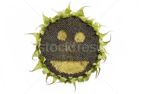 Fericit floarea-soarelui izolat seminţe alb alimente Imagine de stoc © johnnychaos