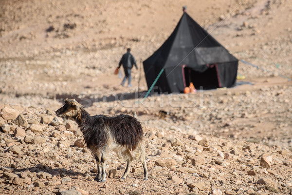 Young goat in Atlas Mountains, Morocco Stock photo © johnnychaos